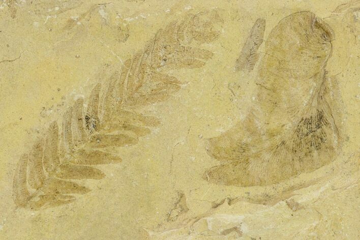 Seed Fern (Pecopteris & Neuropteris) Fossils - Kansas #133630